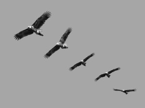 Montage of wedge tailed eagles in full flight on blue sky with copy space