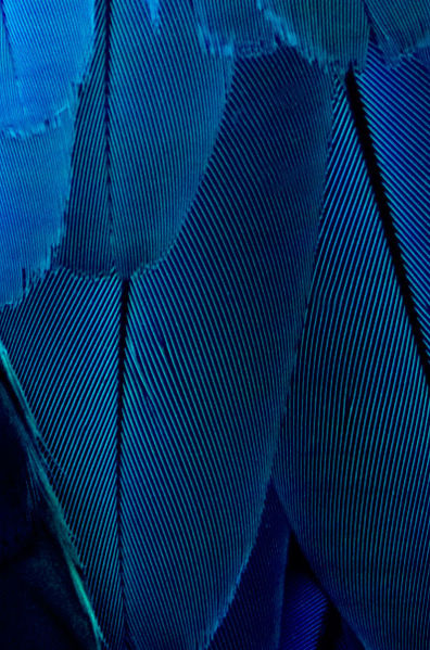 Breath on a&nbsp;Feather